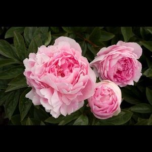 Meet your Posher, Dani